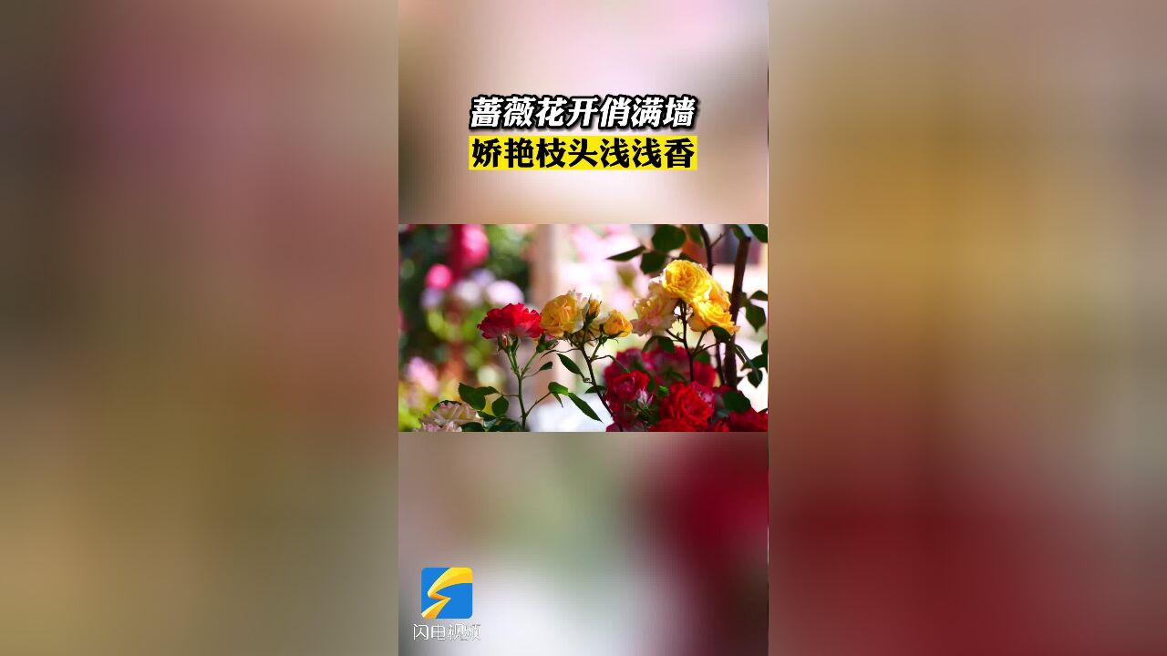 肥城:蔷薇花开俏满墙 娇艳枝头浅浅香