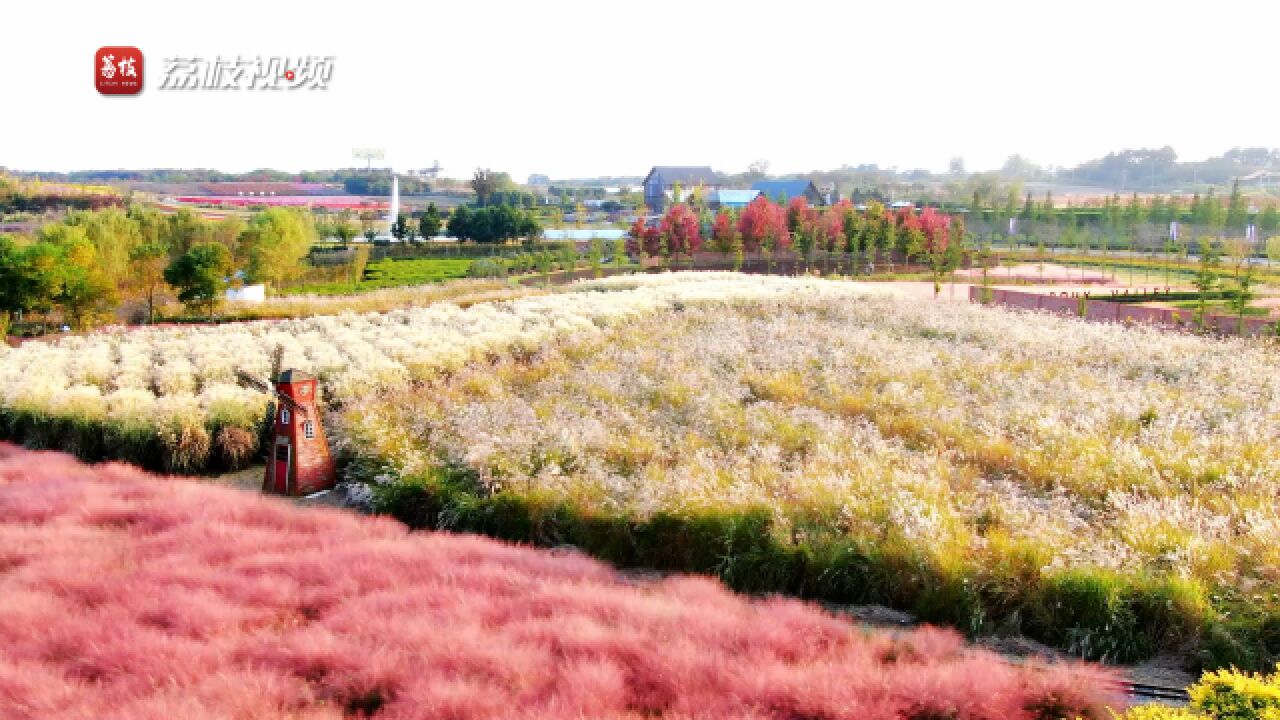 缤纷花海!航拍句容金秋花卉竞相绽放