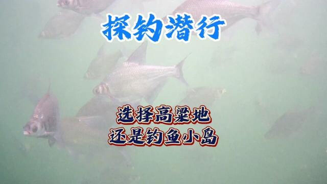 探钓潜行,选择淹没的高粱地垂钓,还是去钓鱼小岛 #钓鱼 #野钓 #户外 #游钓江湖