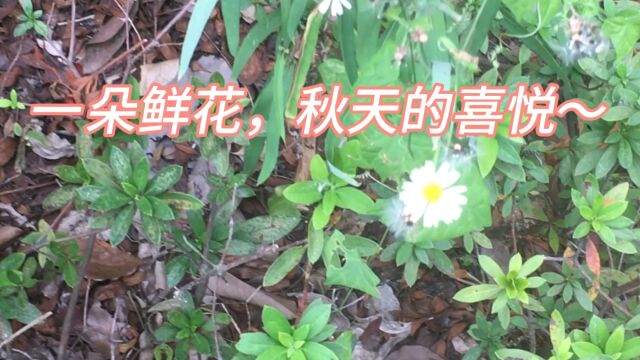 一朵鲜花,秋天的喜悦~