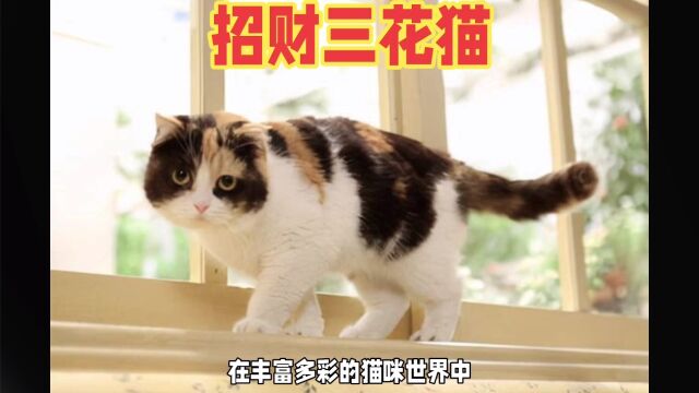 三花猫:财富与好运的可爱使者