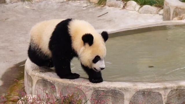 第一天展出的白生气和浜浜糖,白生气熊小胆子大,浜浜糖是迷弟小跟班,跟着姐姐一起巡视新场地#大熊猫白生气 #大熊猫浜浜糖