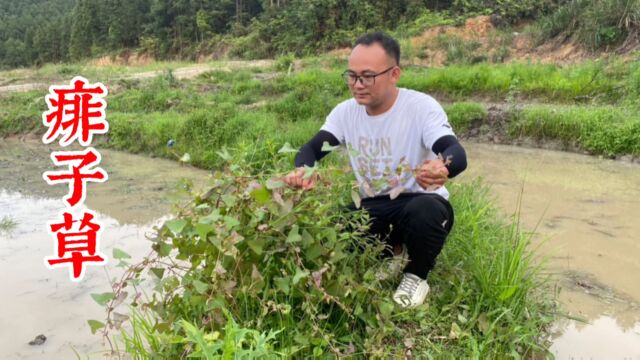 田埂上长得“痱子草”,用途广泛,很多人却不认识,拍给大家看看