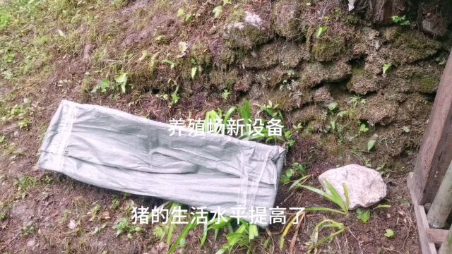 养殖场新设备,不仅猪的生活条件变卫生了,以后也不用和稀泥了