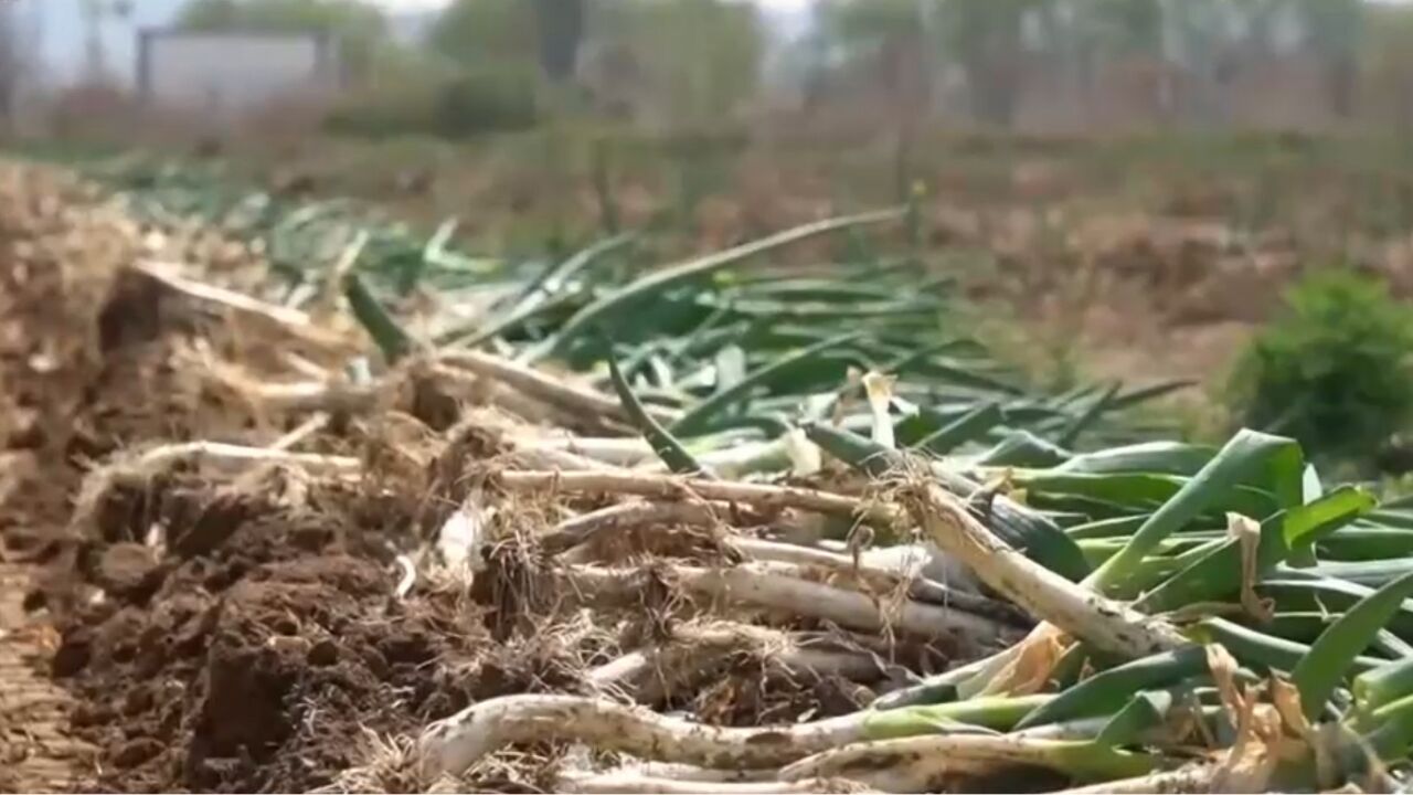 葱农对机器有详细要求,改进后的机器现场下地测试,收获效果让葱农很满意