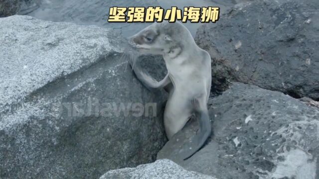 小海狮被困石头缝中,太可怜了#海洋生物 #万物皆有灵性