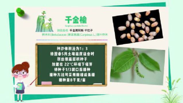 探秘!长白山植物千“种”风情~千金榆