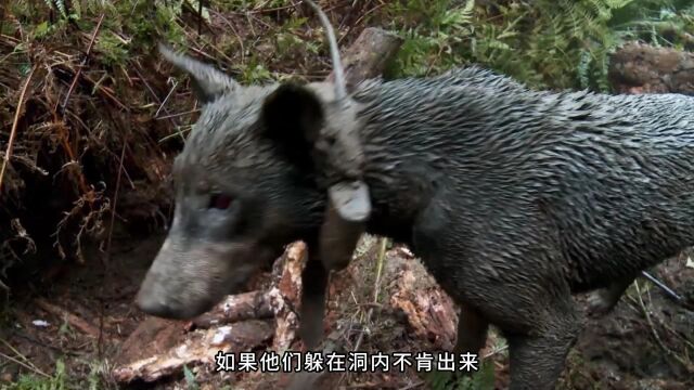 荒野狩猎:没钱吃饭的猎人只需要带上两只猎犬,就能抓野猪!