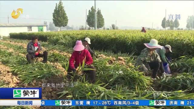 小伙返乡创业种生姜,拓展全产业链,带领乡亲们共同增收致富