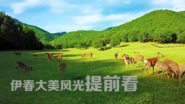 2023年哈洽会伊春夏季旅游推介会启幕倒计时1天!