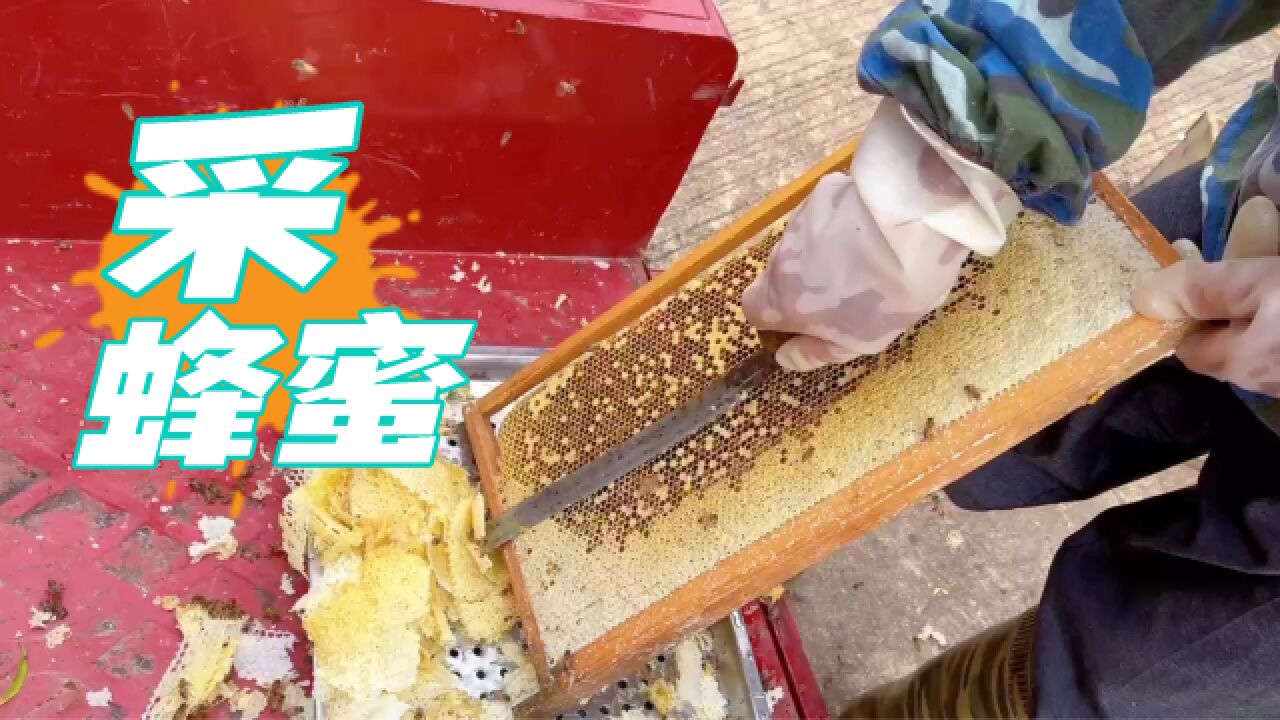 【劳动最光荣】火速围观,野生新鲜蜂蜜是如何收割的!