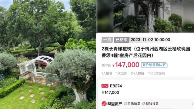 价值300万元的2棵常青树,如今14.7万低价拍卖:咋不和房一起卖?