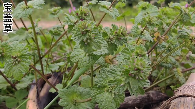 宝盖草也是味道不错的野菜,你吃过没有#野生植物 #春天的味道 #野菜 #宝