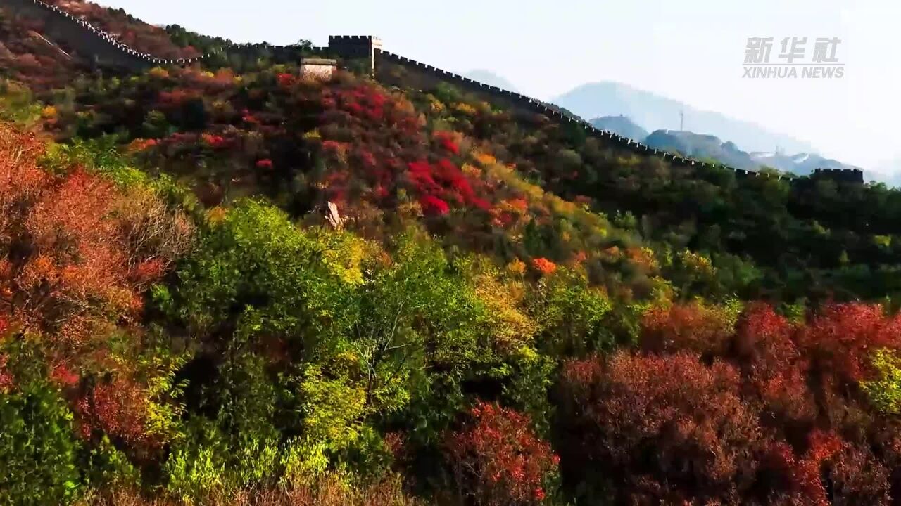 红叶漫山映长城 缤纷秋景美如画