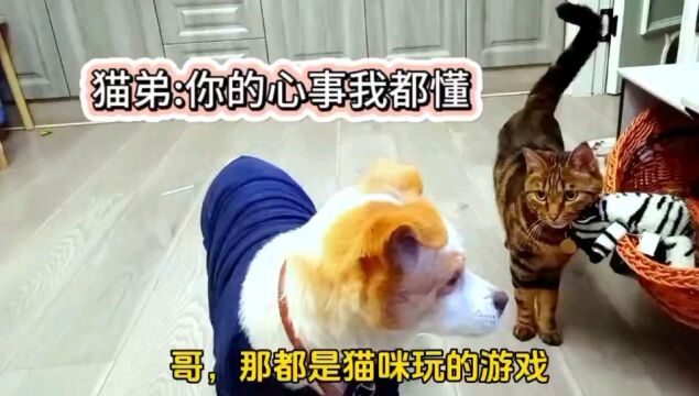 猫弟安慰着11岁狗哥:你的心事我都懂!网友急了:投胎变成猫