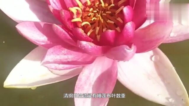 春歌二胡《睡莲》