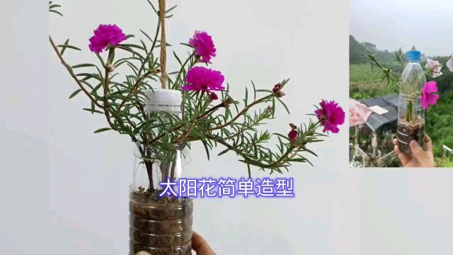 太阳花简单造型