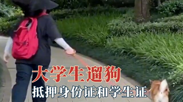 大学生遛狗主打一个真诚,抵押身份证和学生证,全国狗哥都在军训