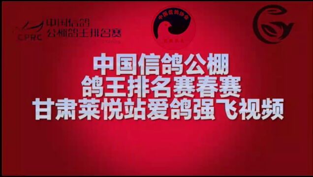 中国信鸽公棚鸽王排名赛春赛甘肃莱悦站爱鸽家飞视频