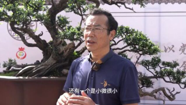 第十届云南省盆景展丨大师带你领略盆景之美