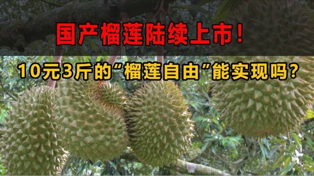 国产榴莲陆续上市!10元3斤的“榴莲自由”能实现吗?