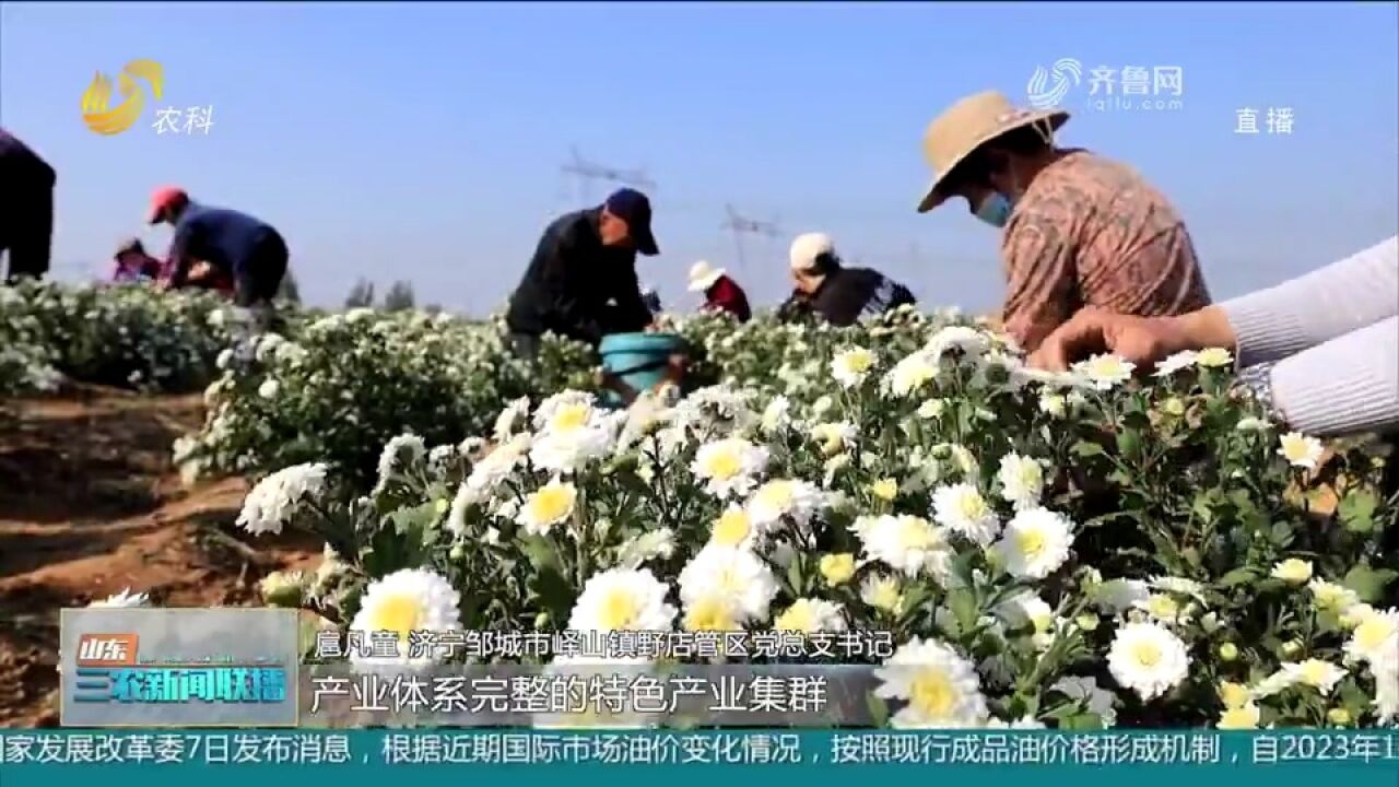 山东各地菊花竞相开放,小菊花成“致富花”,为乡村经济添活力