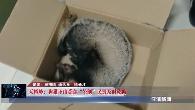 天桥岭:狗獾下山觅食“晕倒” 民警及时救助