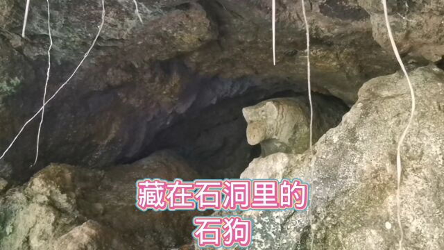 岑溪诚谏镇长坡村附近石洞里的石狗,经千百年的风雨侵蚀,差不多变成一只石老鼠了