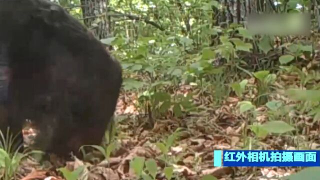 国家林草局:新版“三有”野生动物名录发布,野猪被调出