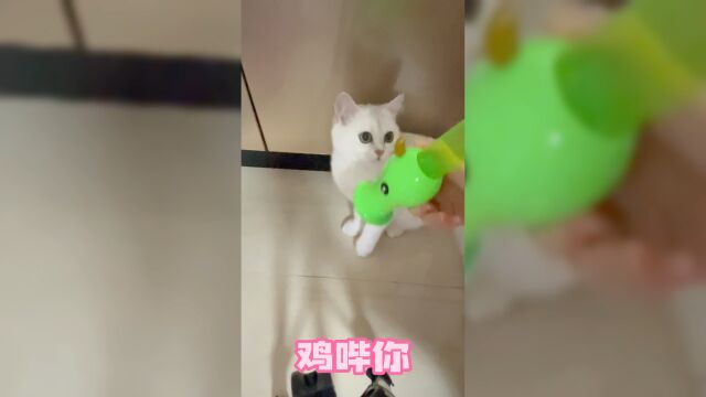 猫猫玩具劝退指南!别买根本不玩!