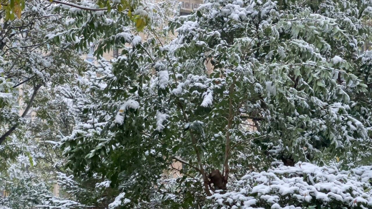 最低温降至5℃!山东多地迎来今冬初雪 半岛地区仍有雨夹雪或小雪