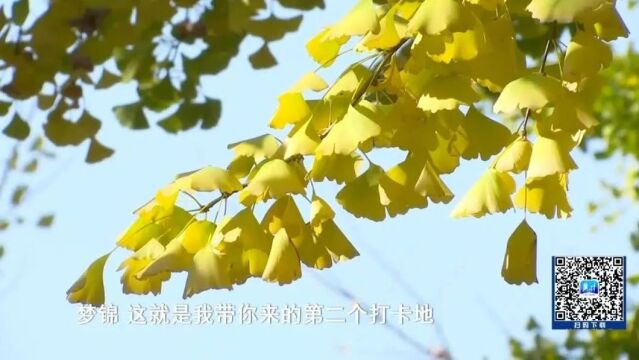 多彩河北“叶”太美|河北经贸大学银杏节:邂逅久别重逢的那抹金黄