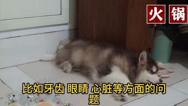 博美犬的优点,缺点