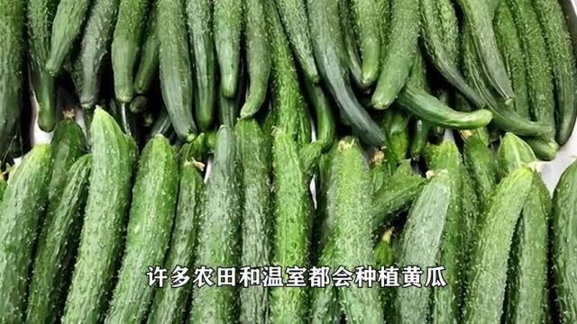 黄瓜大量上市,菜农:“黄瓜5不吃,吃了疾病多”!建议了解