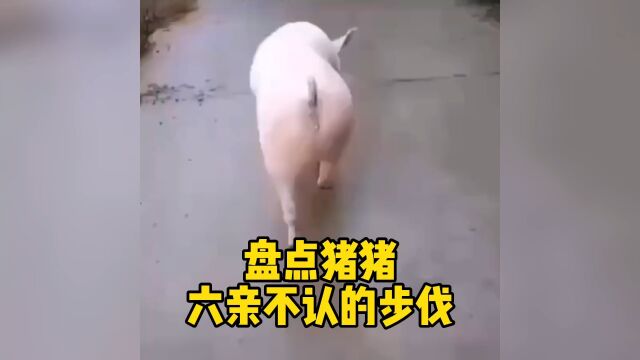 猪走路搞笑视频合集