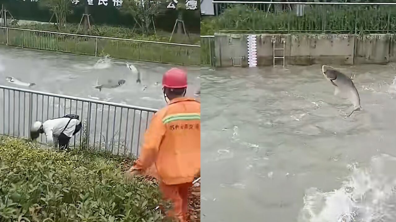 鱼群跃出湖面像特效,路人激动捞鱼,还有鱼被卡岸边护栏