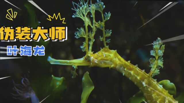 海洋中的生物,叶海龙