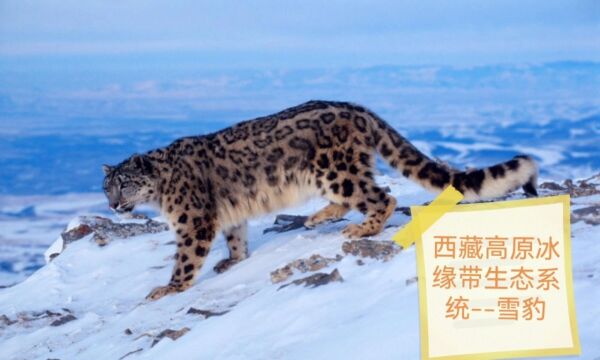 西藏高原冰缘带生态系统雪豹