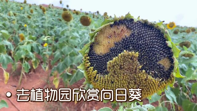 义乌植物园欣赏向日葵 来的太迟 错过了花期