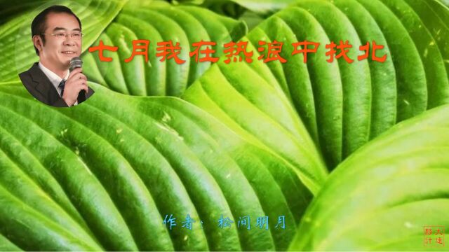 《七月我在热浪中找北》作者:松间明月 诵读:大连伙计