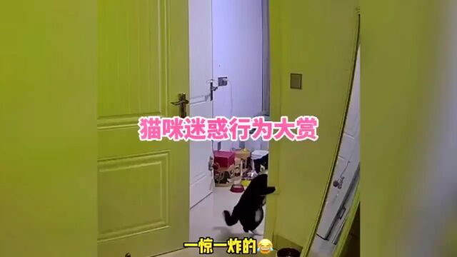 记录猫咪在监控下的搞笑瞬间#猫咪 #猫咪的迷惑行为 #监控下的一幕 #搞笑瞬间 #记录猫咪日常 @