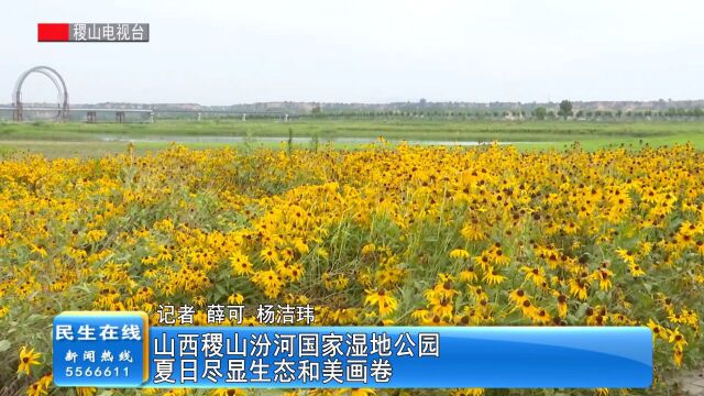 山西稷山汾河国家湿地公园:夏日尽显生态和美画卷