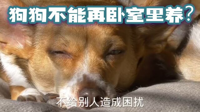 狗狗不能养在卧室,坏处这么多?