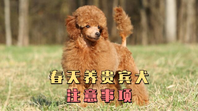 春天养贵宾犬注意事项?不要犯这几个禁忌