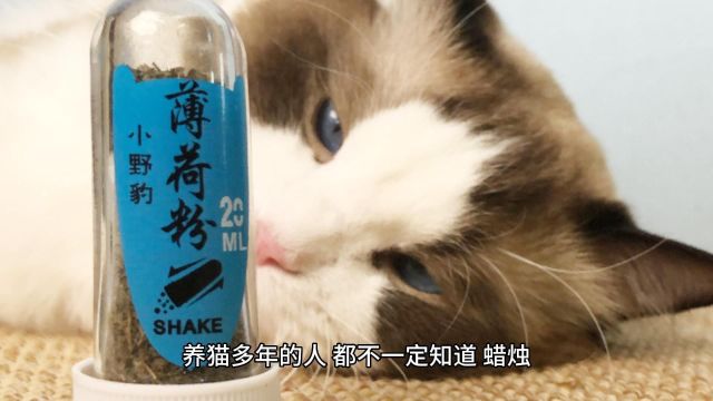 猫咪除臭小技巧:这几样东西能去除猫臭味