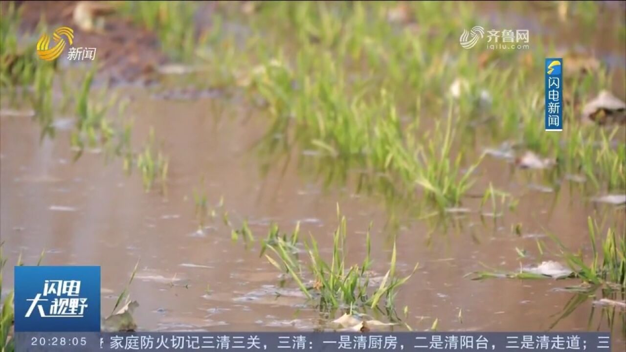 肥城农技专家深入田间地头,指导农户精准管理,确保小麦安全越冬