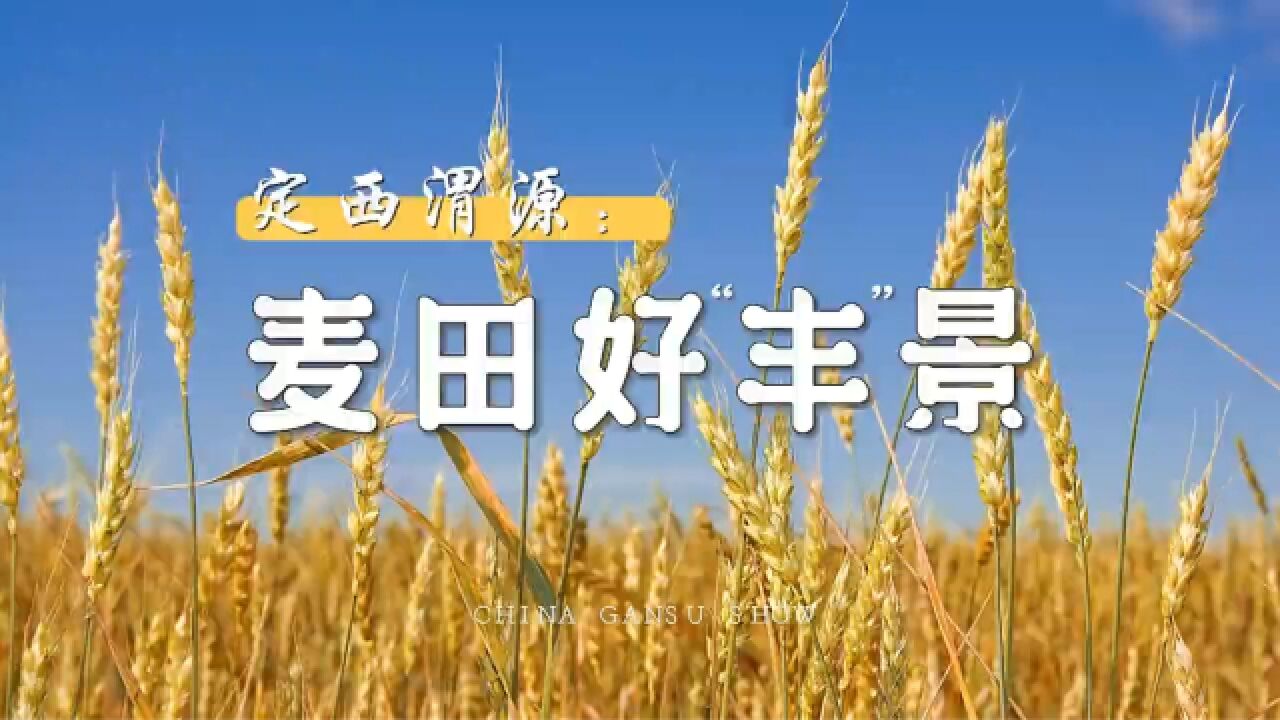 这里是甘肃ⷨ熩⑼定西渭源:麦田好“丰”景