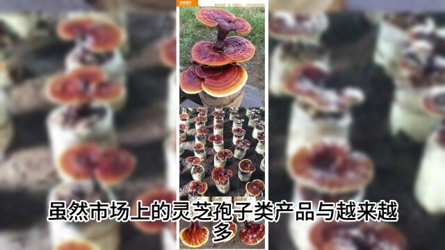 灵芝的功效与作用,灵芝的主治是什么