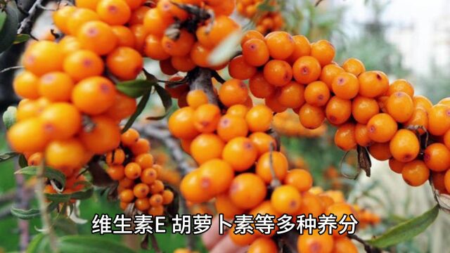 沙棘原浆怎么卖的那么便宜