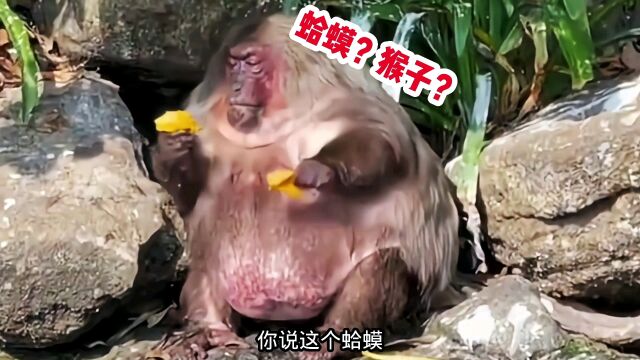 孙悟空的七十二变原来是真的